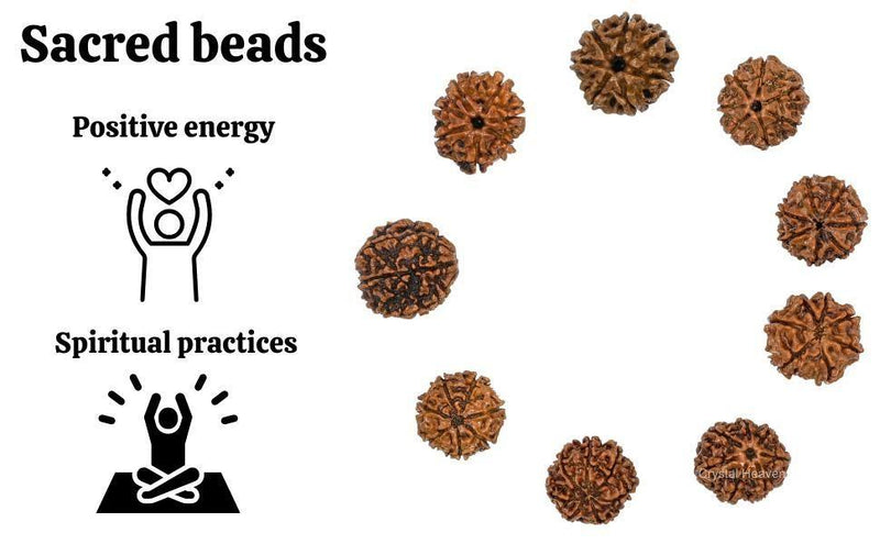 7 Mukhi Rudraksha With Cap -  Store_name 