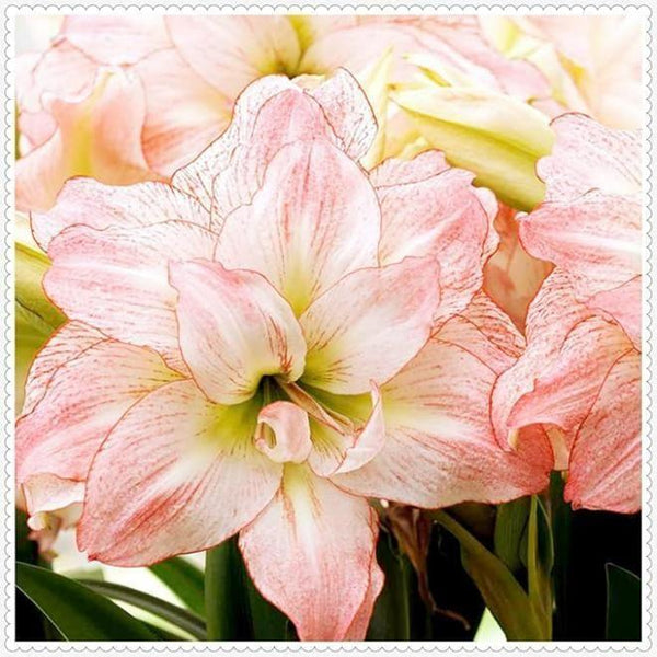 Amaryllis Pink White Bulbs -  Store_name 