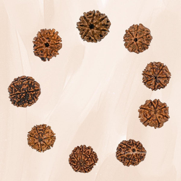 7 Mukhi Rudraksha With Cap -  Store_name 