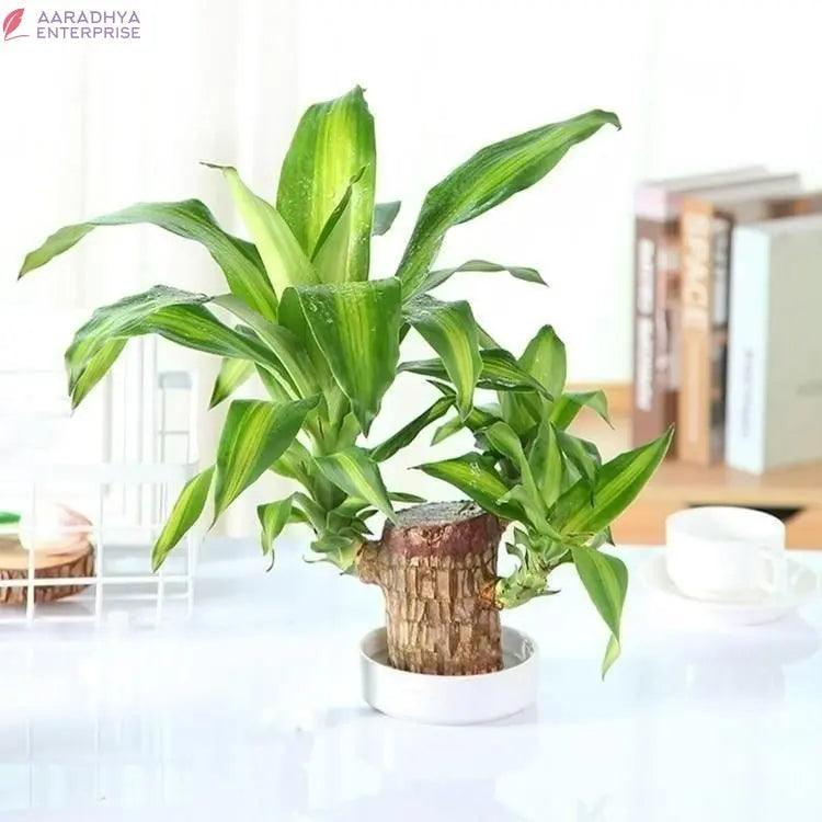 Brazilian Lucky Wood Mini Home Plant Decorations -  Store_name 