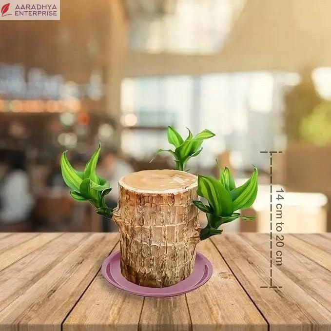 Brazilian Lucky Wood Mini Home Plant Decorations -  Store_name 