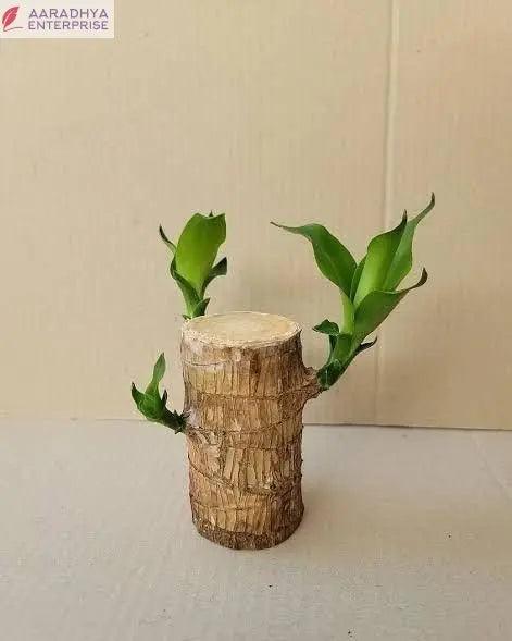 Brazilian Lucky Wood Mini Home Plant Decorations -  Store_name 