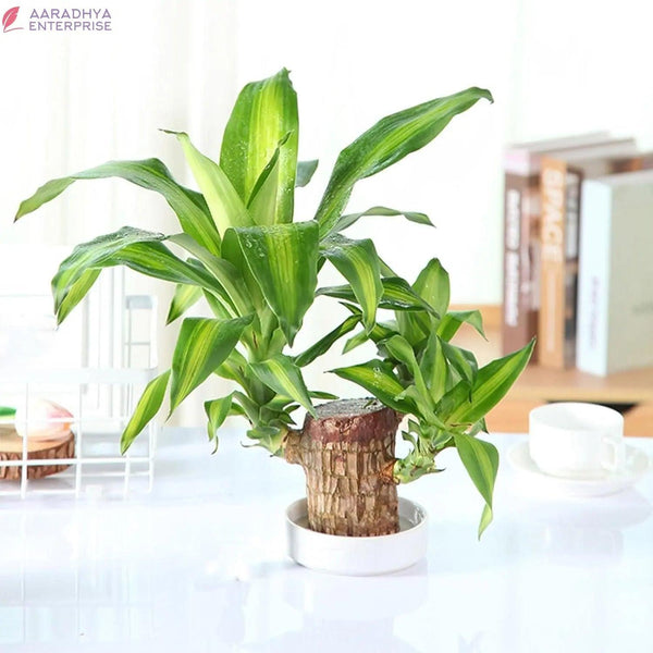 Brazilian Lucky Wood, Mini Home Plant Decorations -  Store_name 