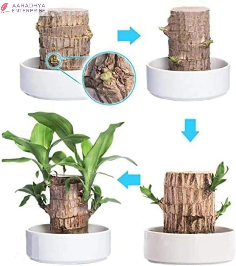 Brazilian Lucky Wood, Mini Home Plant Decorations -  Store_name 