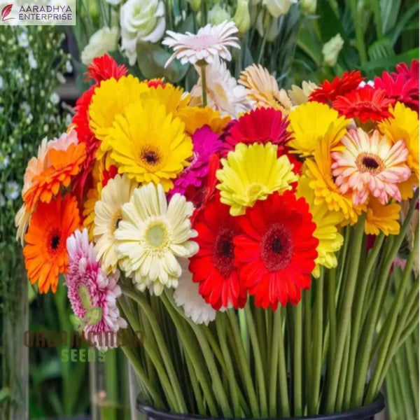 Gerbera Mix Flowering Seeds for Beautiful Blossoms, Ideal for Planting and Gardening Enthusiasts -  Store_name 