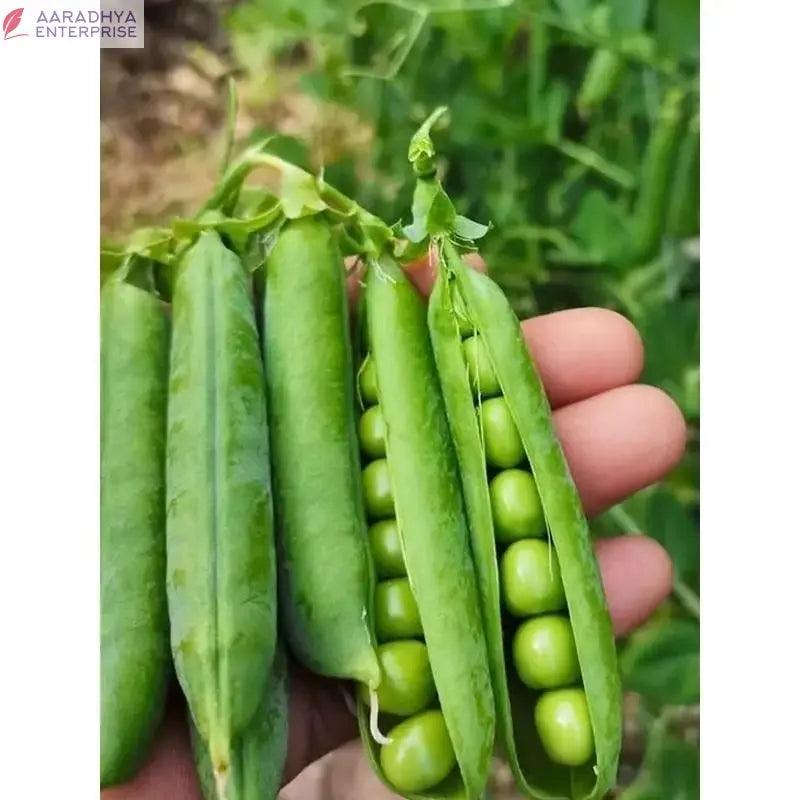 Green Peas Vegetable Seeds (Pack of 20) -  Store_name 