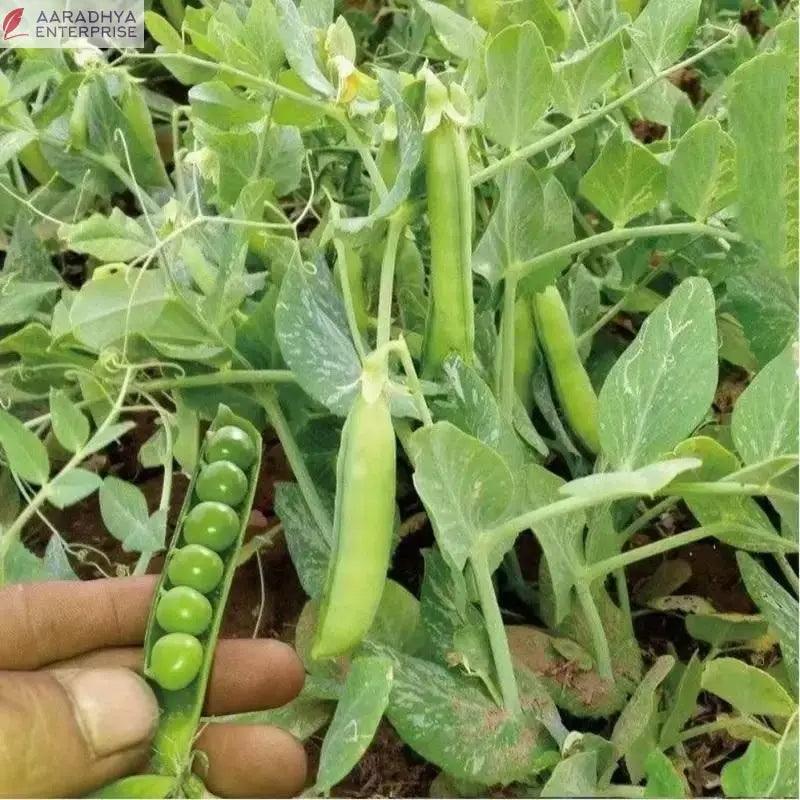 Green Peas Vegetable Seeds (Pack of 20) -  Store_name 