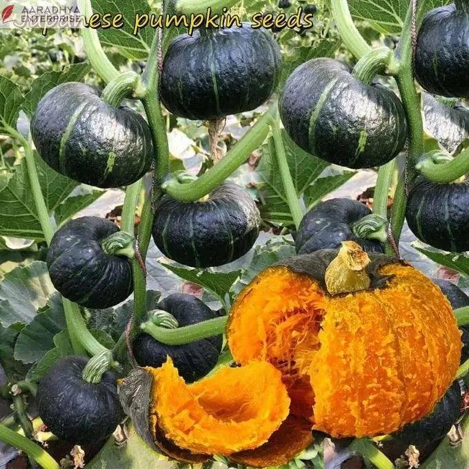 Organic Green Pumpkin 20seeds -  Store_name 