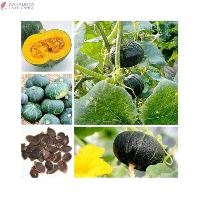 Organic Green Pumpkin 20seeds -  Store_name 